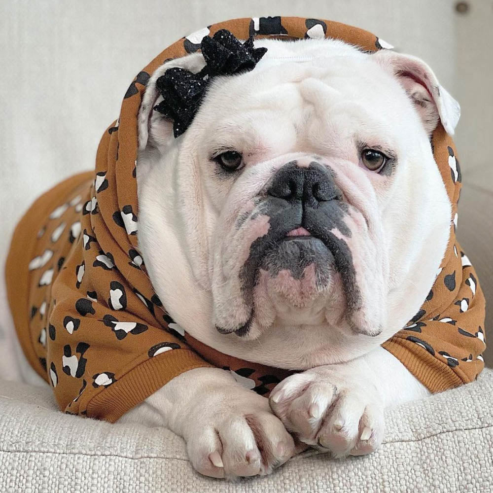 Leopard dog hoodie for big dogs by Pethaus Australia