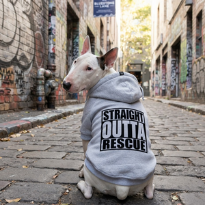 Grey personalised dog hoodie on mini bull terrier, based on the album "straight outta compton" great gift for rescue dogs.