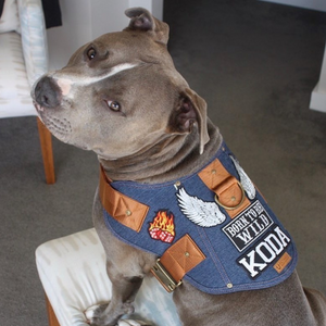denim dog harness with patches, battle harness