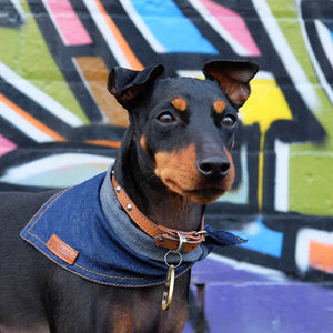 Denim Dog Bandana, designer dog bandana, cool dog bandana, blue dog bandana, pethaus