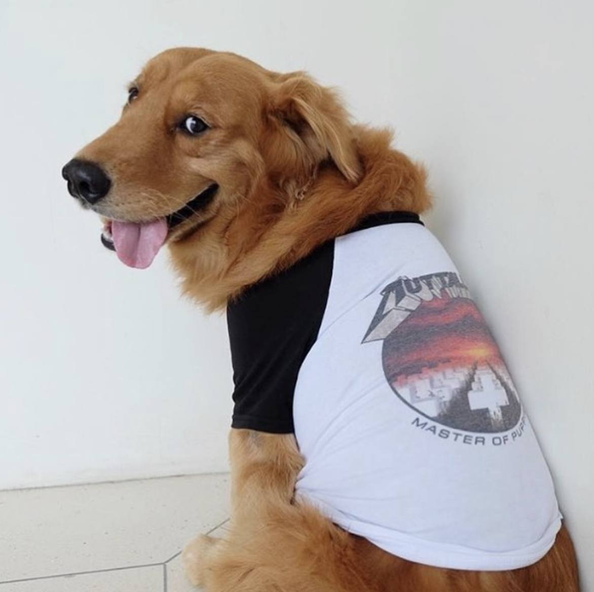 muttallica dog tee, heavy metal dog clothing, metallica dog tee