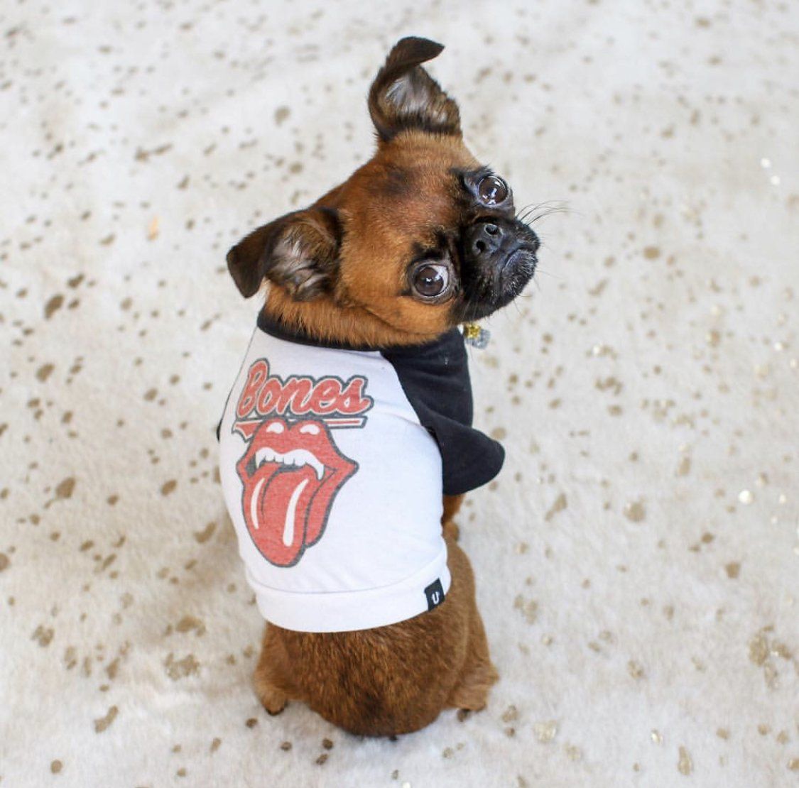 Rolling bones dog tee, Rolling stones dog tee, rock dog clothing, Pethaus