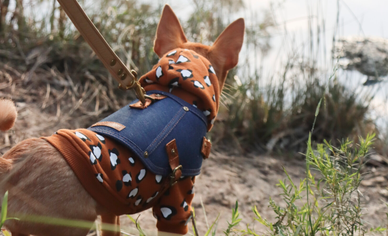 Best dog harness clearance to protect trachea