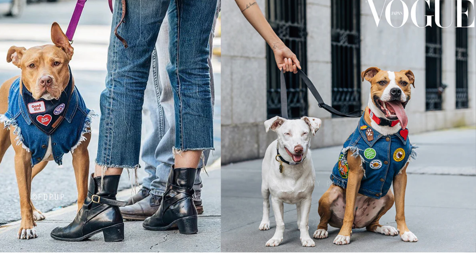 Scouts Honour and Pethaus merit badges for dogs