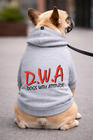 Dog wearing a gray hoodie with 'Dogs with Attitude' text on a leash. D.W.A dog hoodie