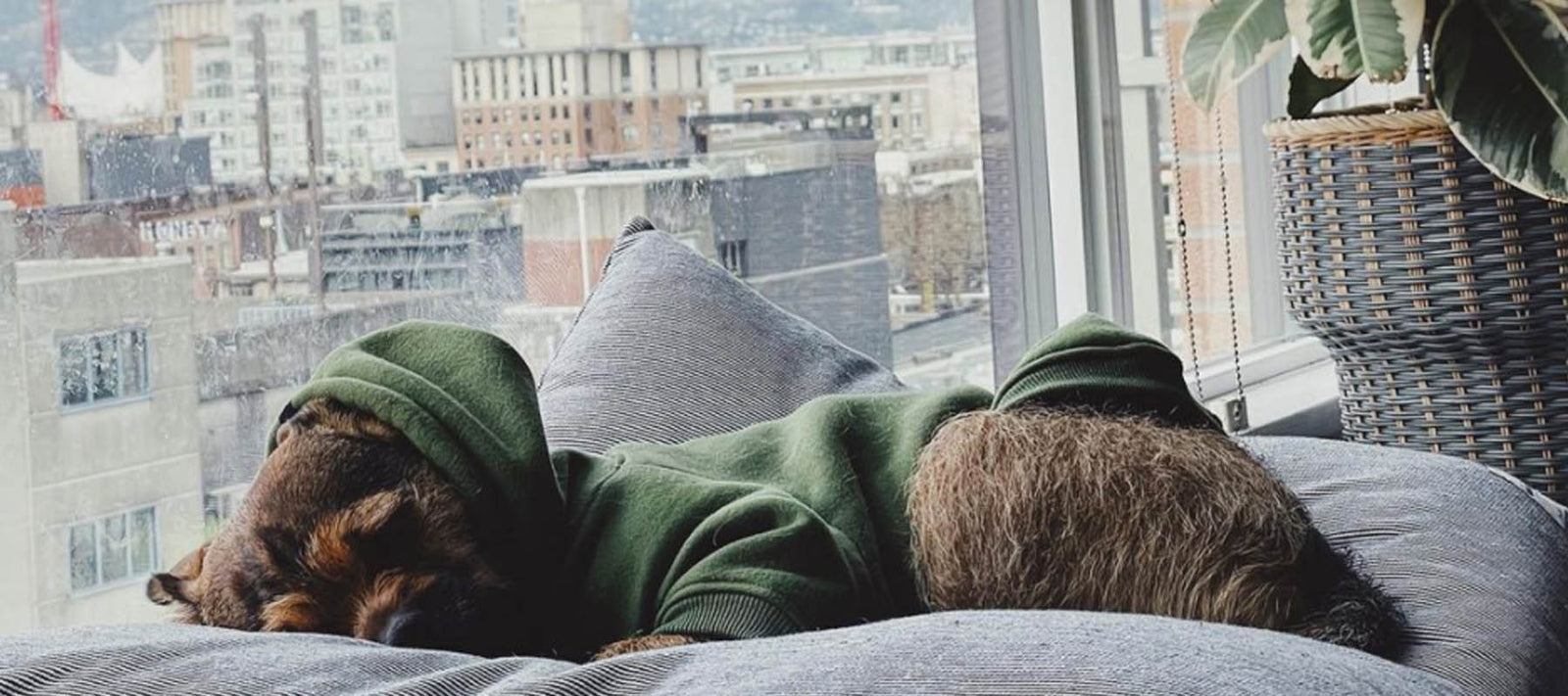 Dog hoodies by Pethaus Australia