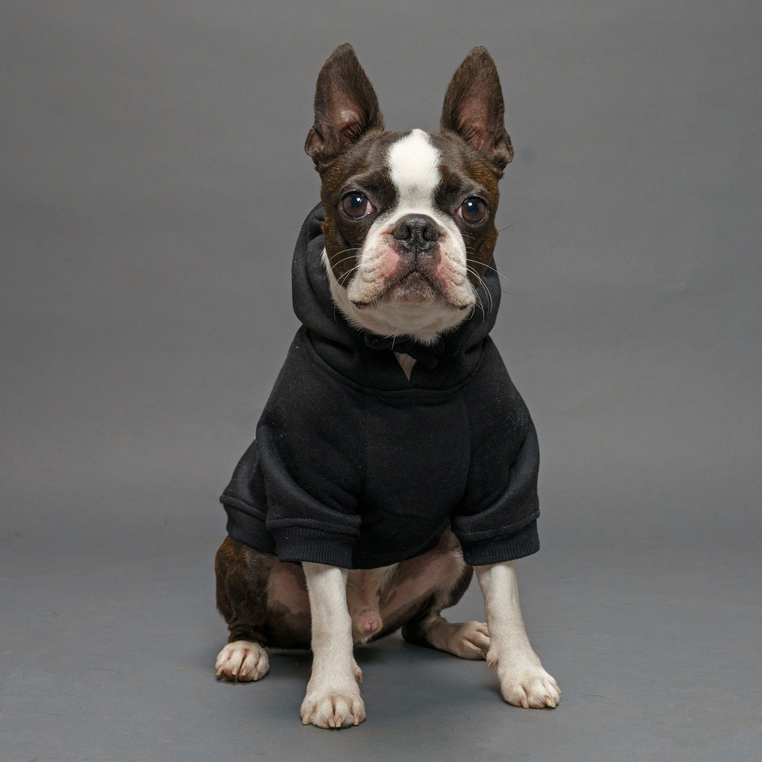 Clothes Boston Terrier Hoodie Boston Terrier Puppy Yellow Hoodie