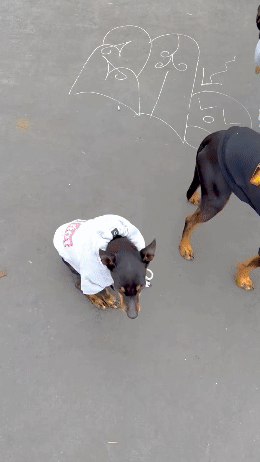 Personalised Thrasher Font Dog Hoodie 🔥