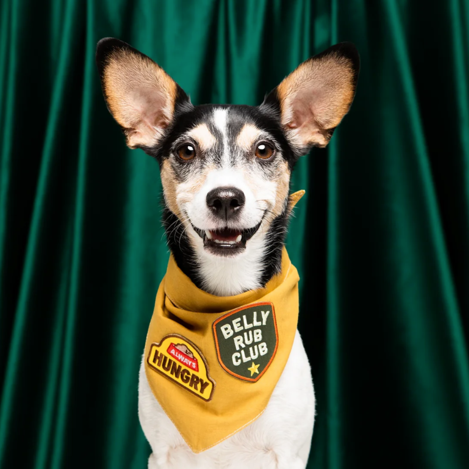 always hungry patch, scouts honour patch, patch for dog, merit badge, dog bandana patch, pethaus