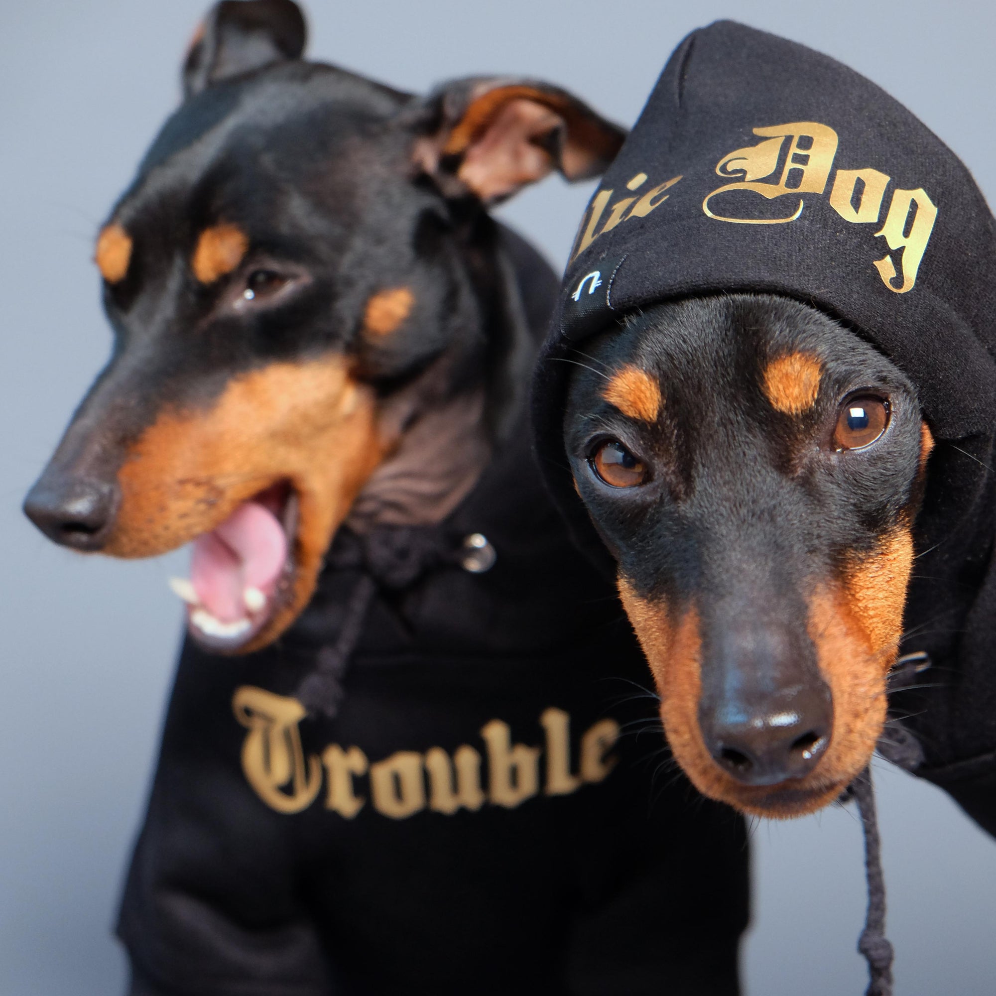 personalised dog hoodies