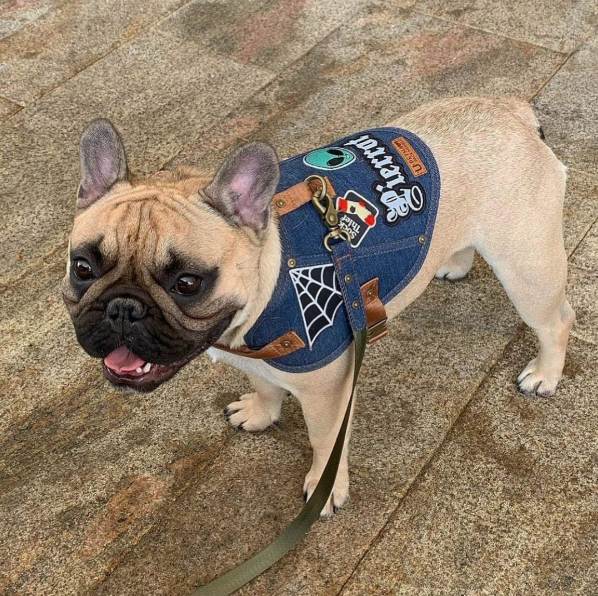 Denim dog harness with patches by Pethaus
