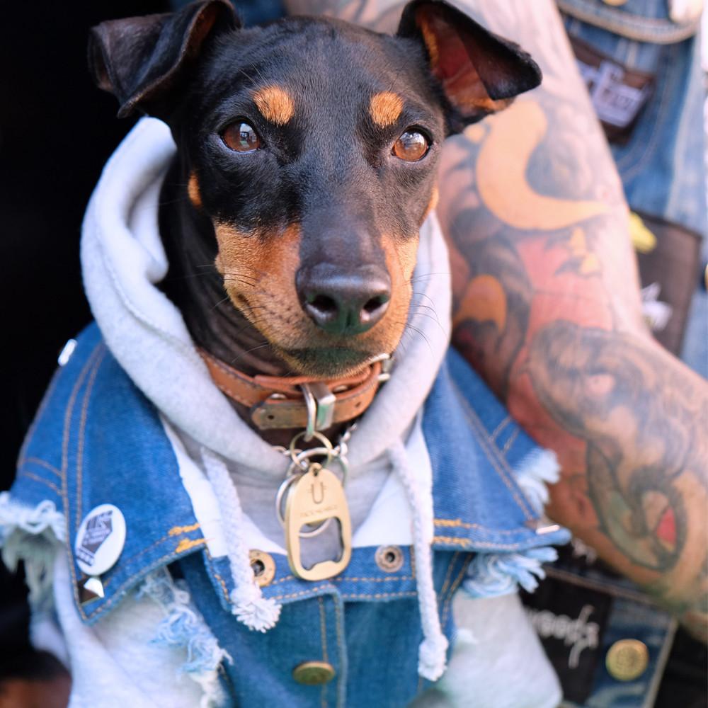 grey dog hoodie by pethaus, grey dog hoodie by pethaus, grey dog hoodie, dog sweatshirt, large dog hoodie, australian dog hoodie, Pethaus