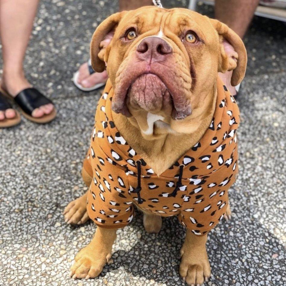 Dog coat, Dog jacket, Dog hoodie, Leopard print dog hoodie, dog sweatshirt, dog clothing australia