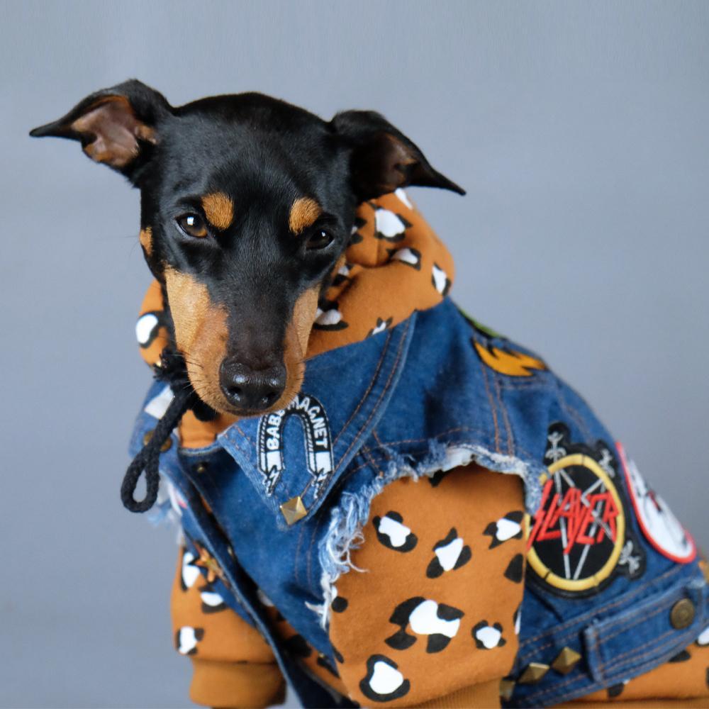 Dog battle jacket, denim dog vest, denim dog jacket, Pethaus, dog denim, patched dog coat, Leopard print dog hoodie, cool dog coat, rock dog, English Toy Terrier, Toy Manchester Terrier