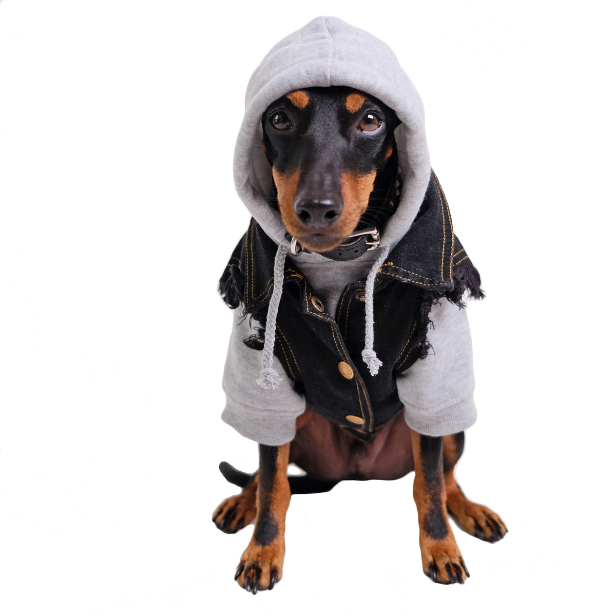 Denim dog vest + Dog Band Hoodie Set