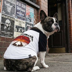 Dog wearing a Metallica t-shirt in front of a brick building with posters.