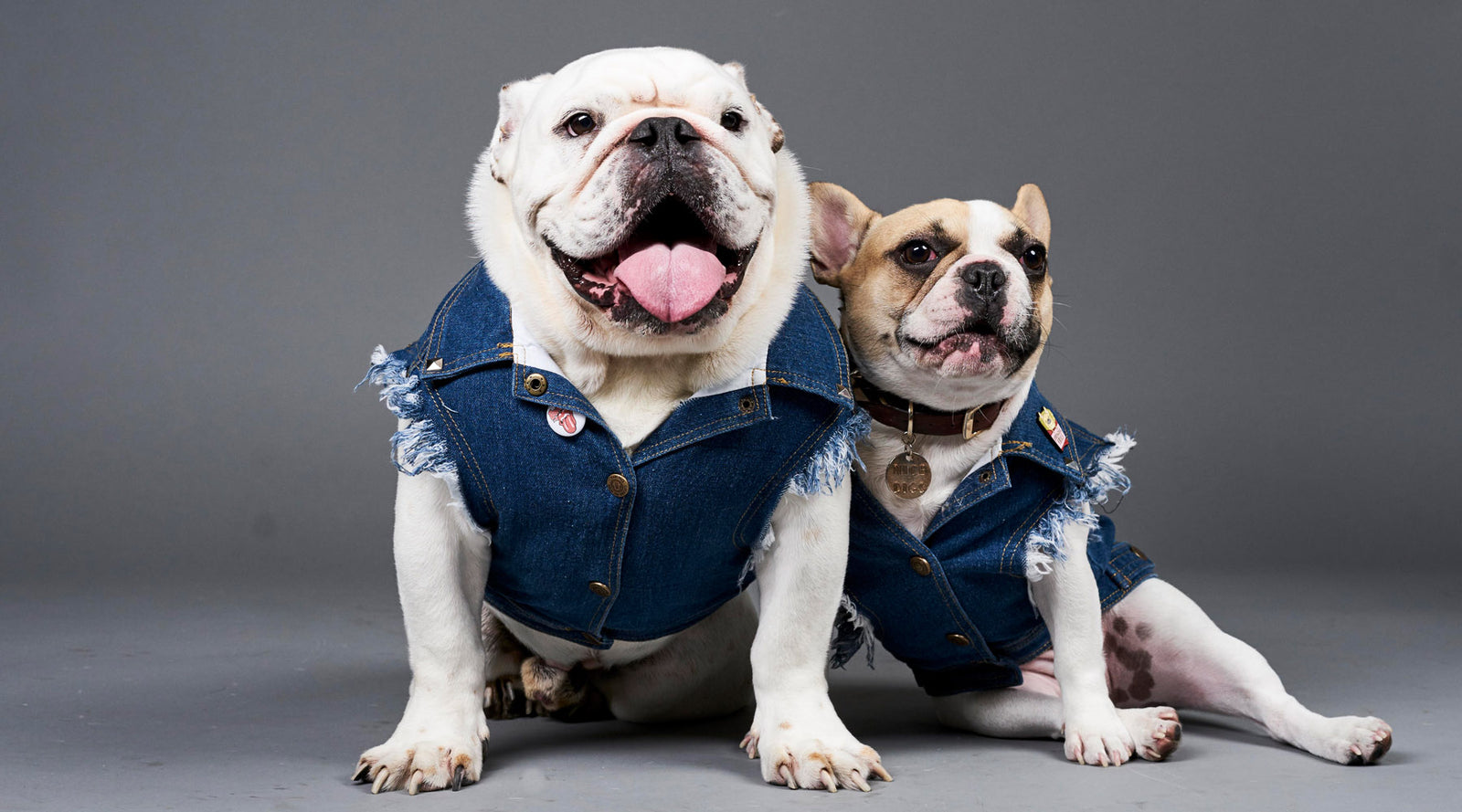 French bulldog denim on sale jacket