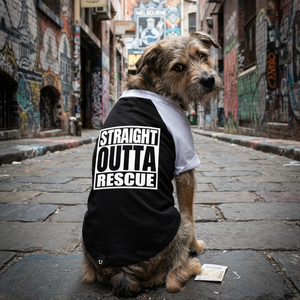 Rescue dog wearing personalised dog tee, parody on the album "Straight outta Compton" album.  Black raglan dog tee with white sleeves. 
