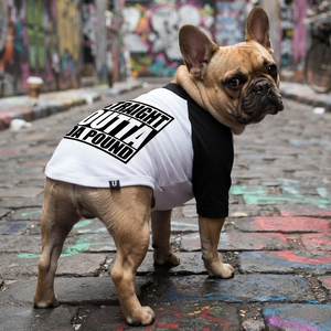 Personalised dog tee white and black worn by french bulldog. Parody of straight outta compton album