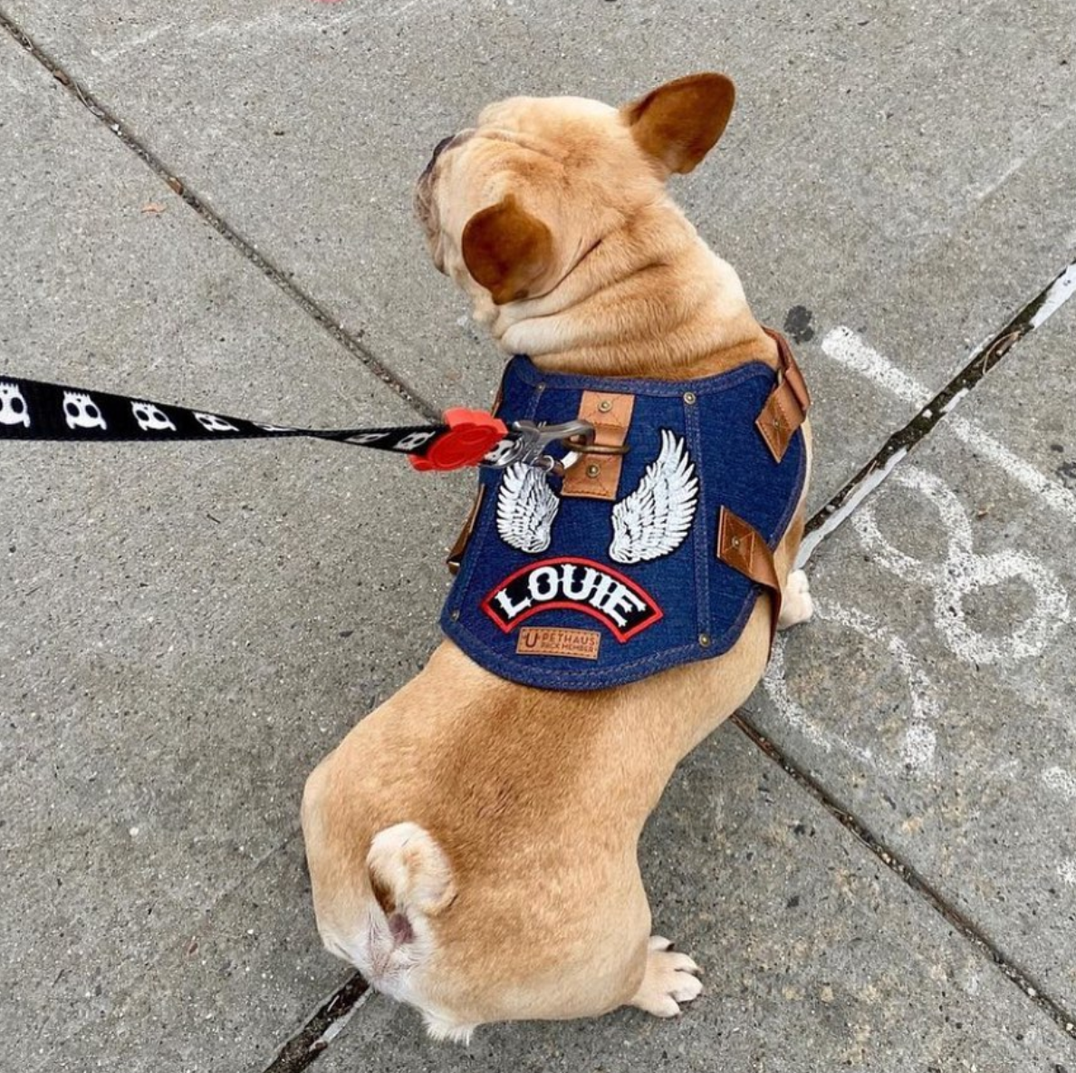 Denim dog harness, battle harness for dogs