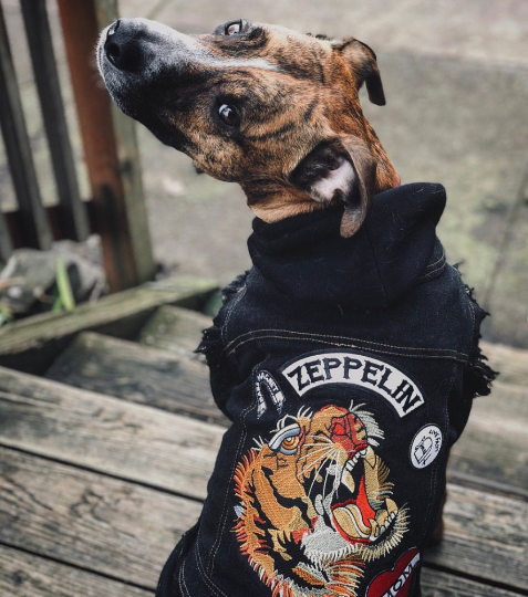 Denim dog coat with custom patches