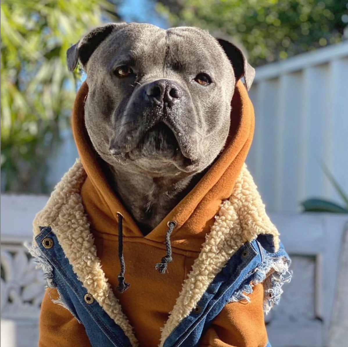 Denim dog coat and dog hoodie by Pethaus Australia