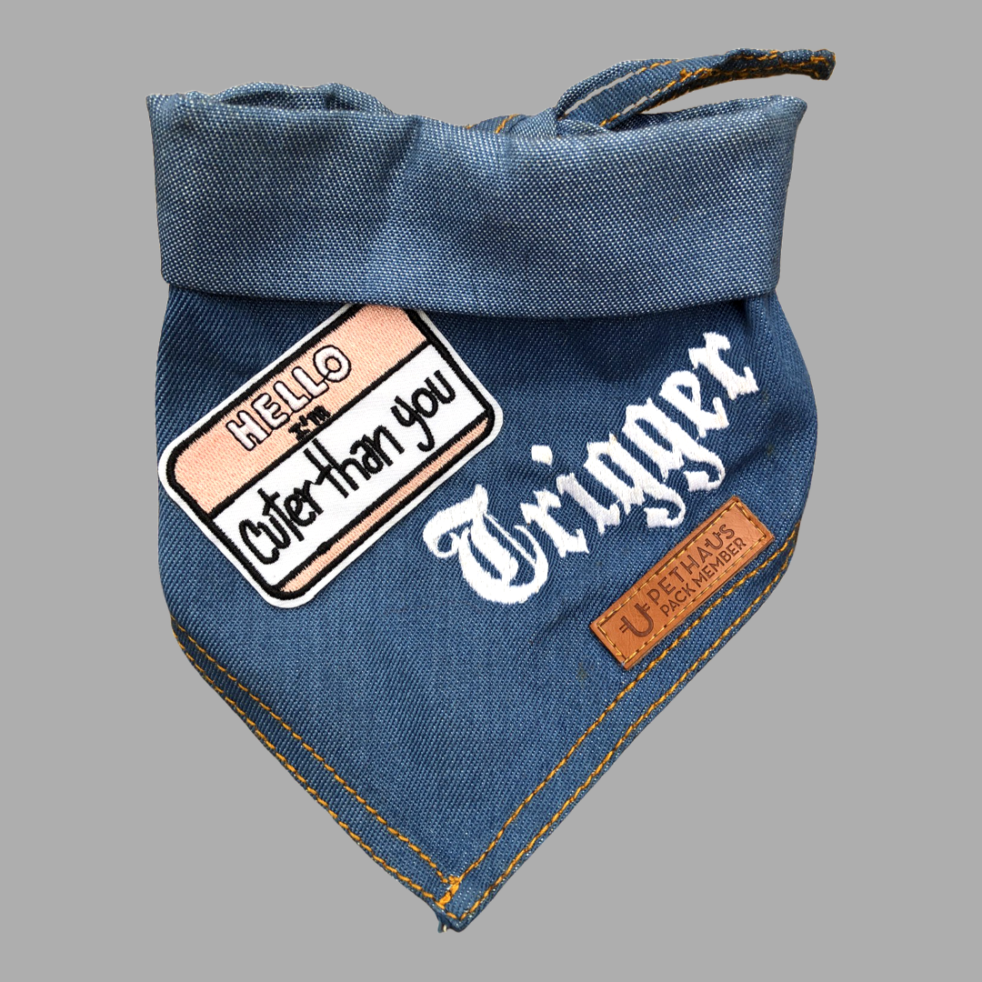 Hello I'm cuter than you patch on dog bandana