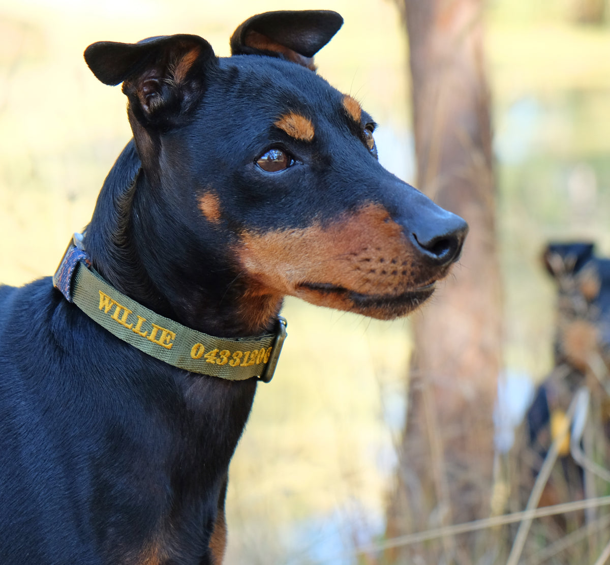 Personalised dog collar with dogs name and phone number, green dog collar, Australian made dog collar