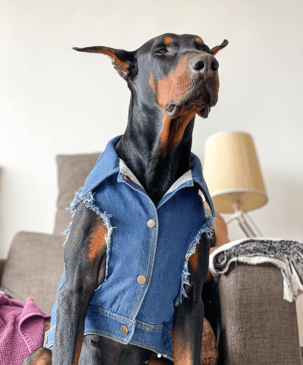 Denim dog vest , denim dog jacket, Pethaus, dog denim, Dog coat, Pethaus, Dog jacket, Australia dog coat, Large denim dog coat