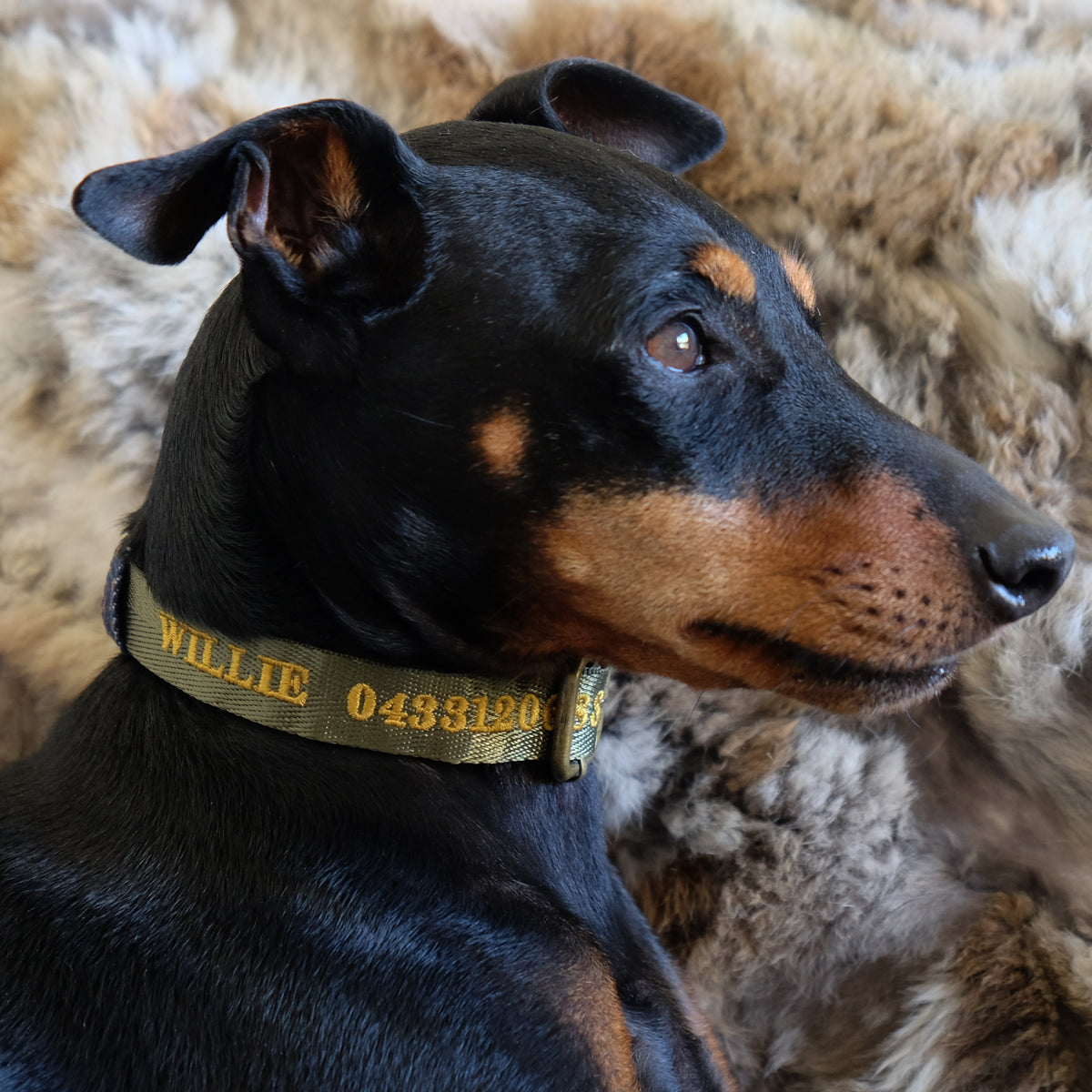 Personalised green dog collar, embroidered dog collar with name and phone, Australian made dog collar