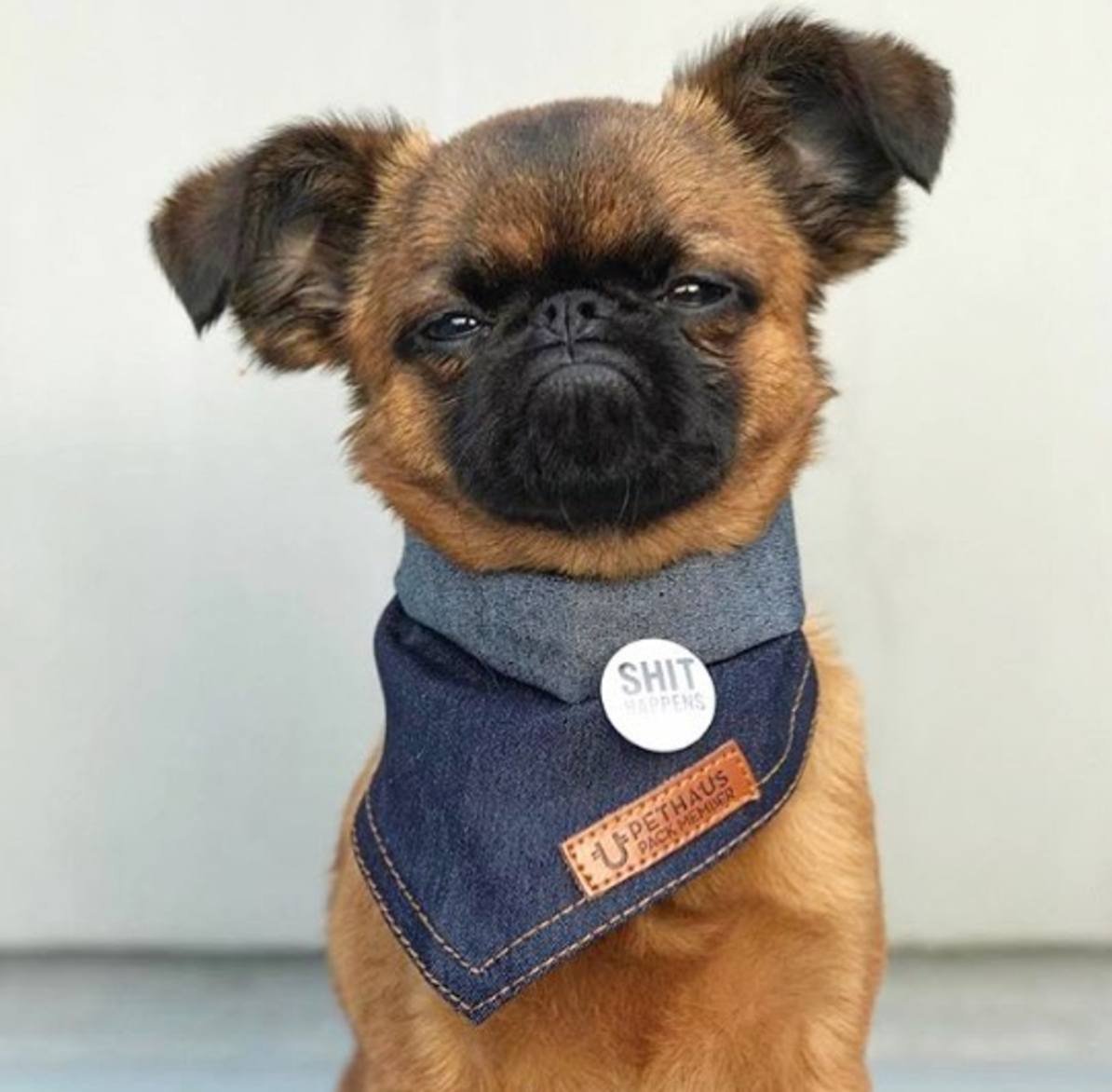 how to use chill out dog bandana