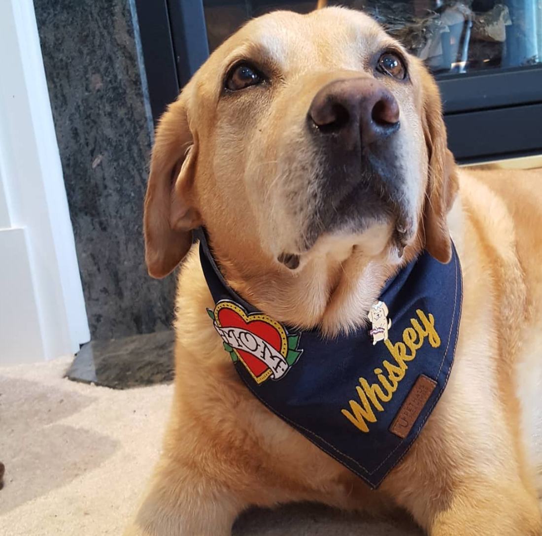 Personalised Dog Bandana Denim