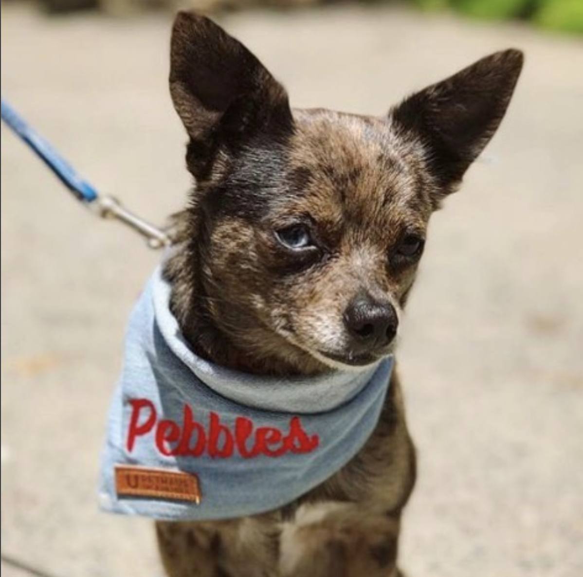 Personalised Embroidered Dog Collar Tan & Denim - PetHaus