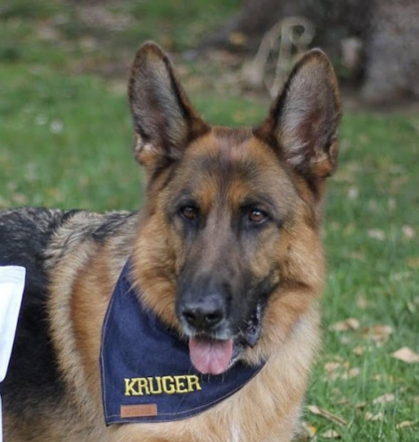 personalised dog bandana, denim dog bandana, custom dog bandana, australian dog bandana, designer dog bandana, cool dog bandana, pethaus