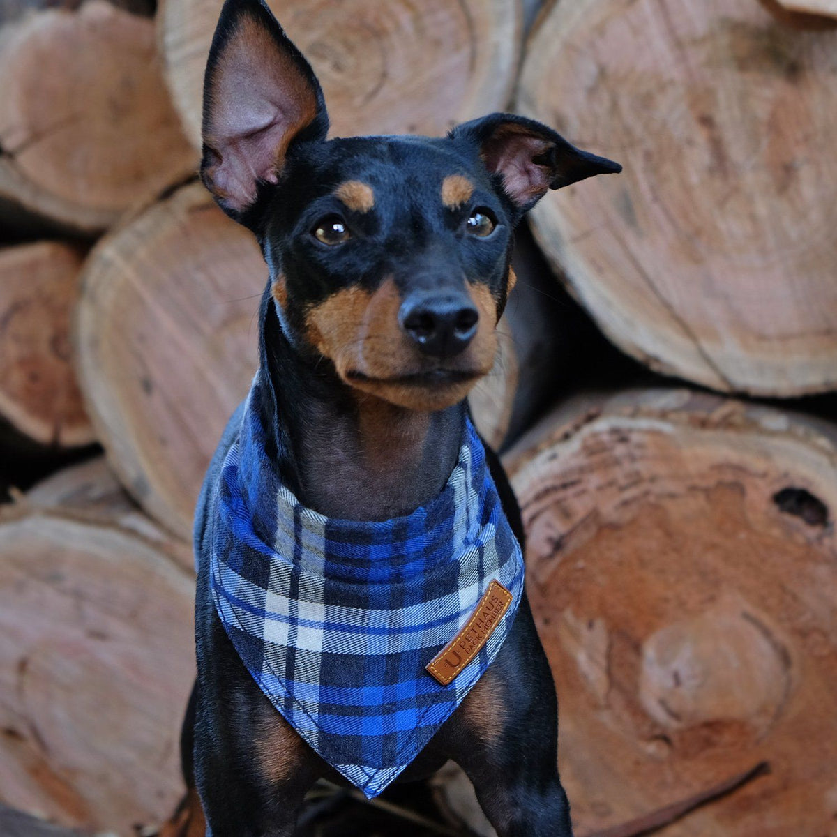 blue dog bandana, flannel dog bandana, check dog bandana, dog gift, cool dog gift, pethaus, designer dog bandana