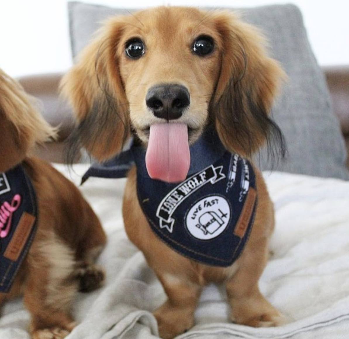 Denim dog bandana by Pethaus 