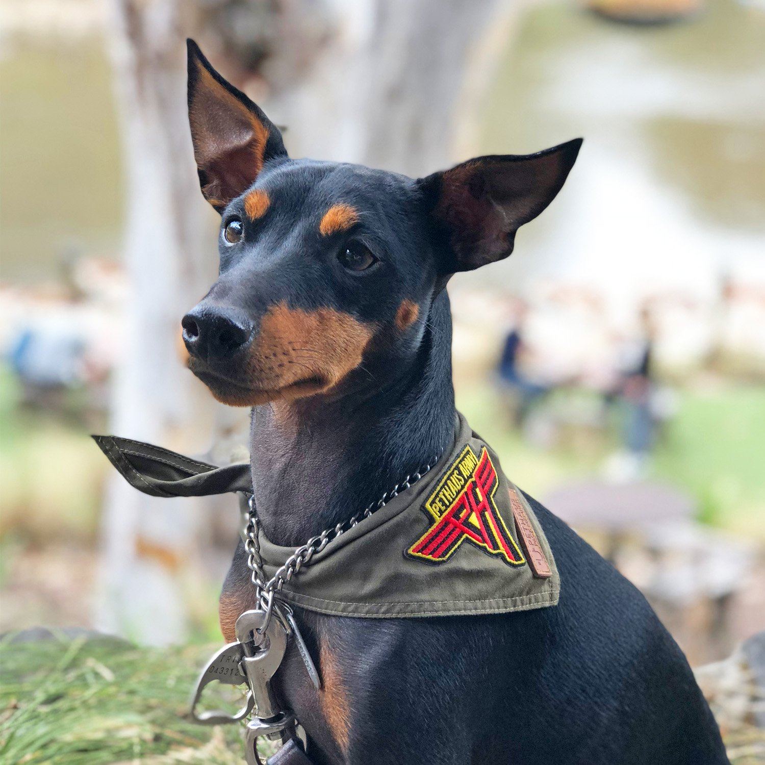 Army green dog bandana, khaki dog bandana, dog bandana with patches, dog patches, service dog