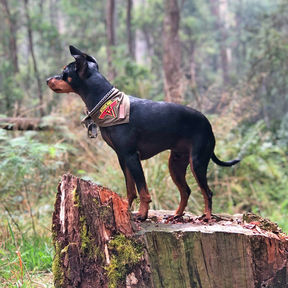 Army green dog bandana, khaki dog bandana, dog bandana with patches, dog patches, service dog