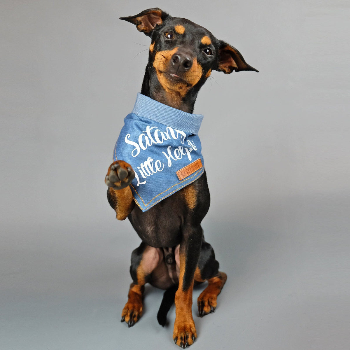 Christmas dog bandana, dog gift, Satans little helper dog bandana, pethaus, cool dog gift, English Toy Terrier