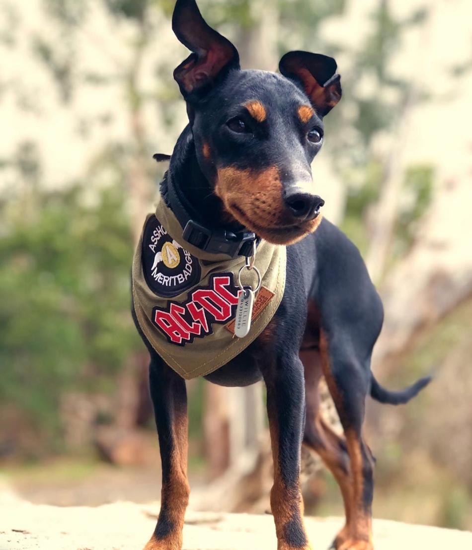 SCOUT ARMY GREEN DOG BANDANA made in Australia PetHaus