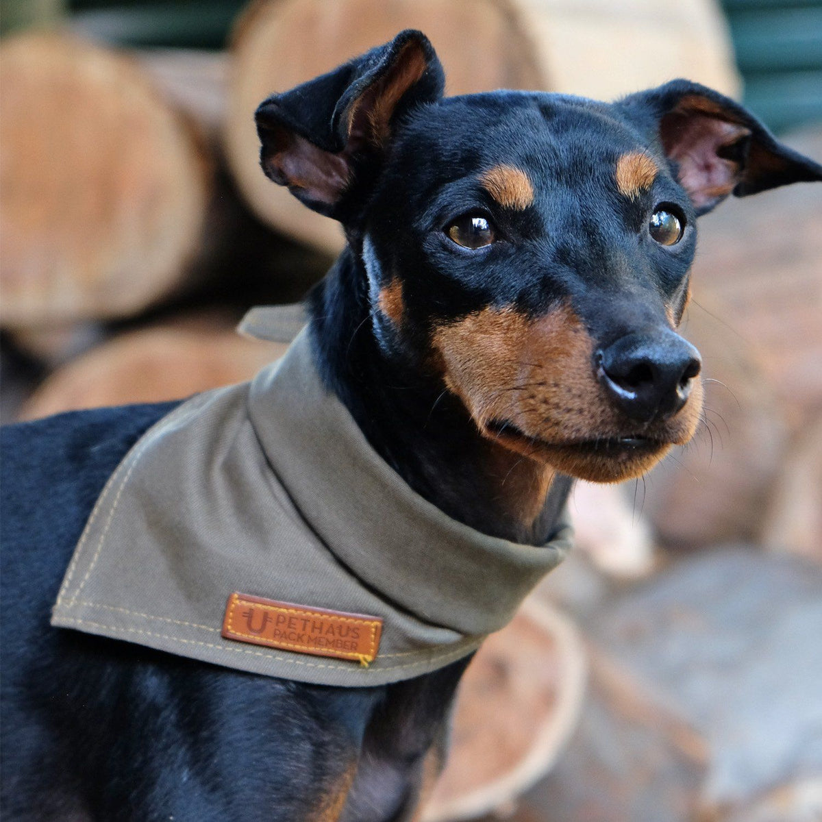 army green dog bandana, pethaus, green dog bandana, designer dog bandana, dog gift, dog bandana patches, australian dog bandana