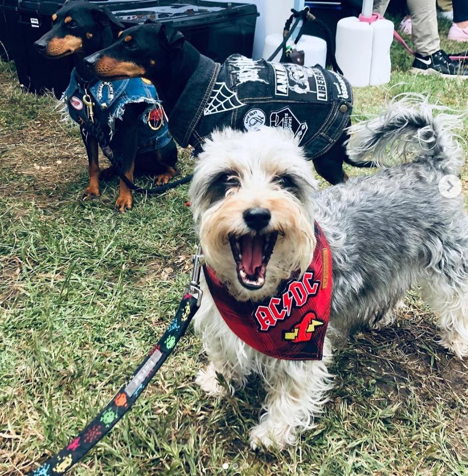 Red check dog bandana, flannel dog bandana, lumber jack dog bandana, check dog bandana, dog gift, hipster dog bandana 