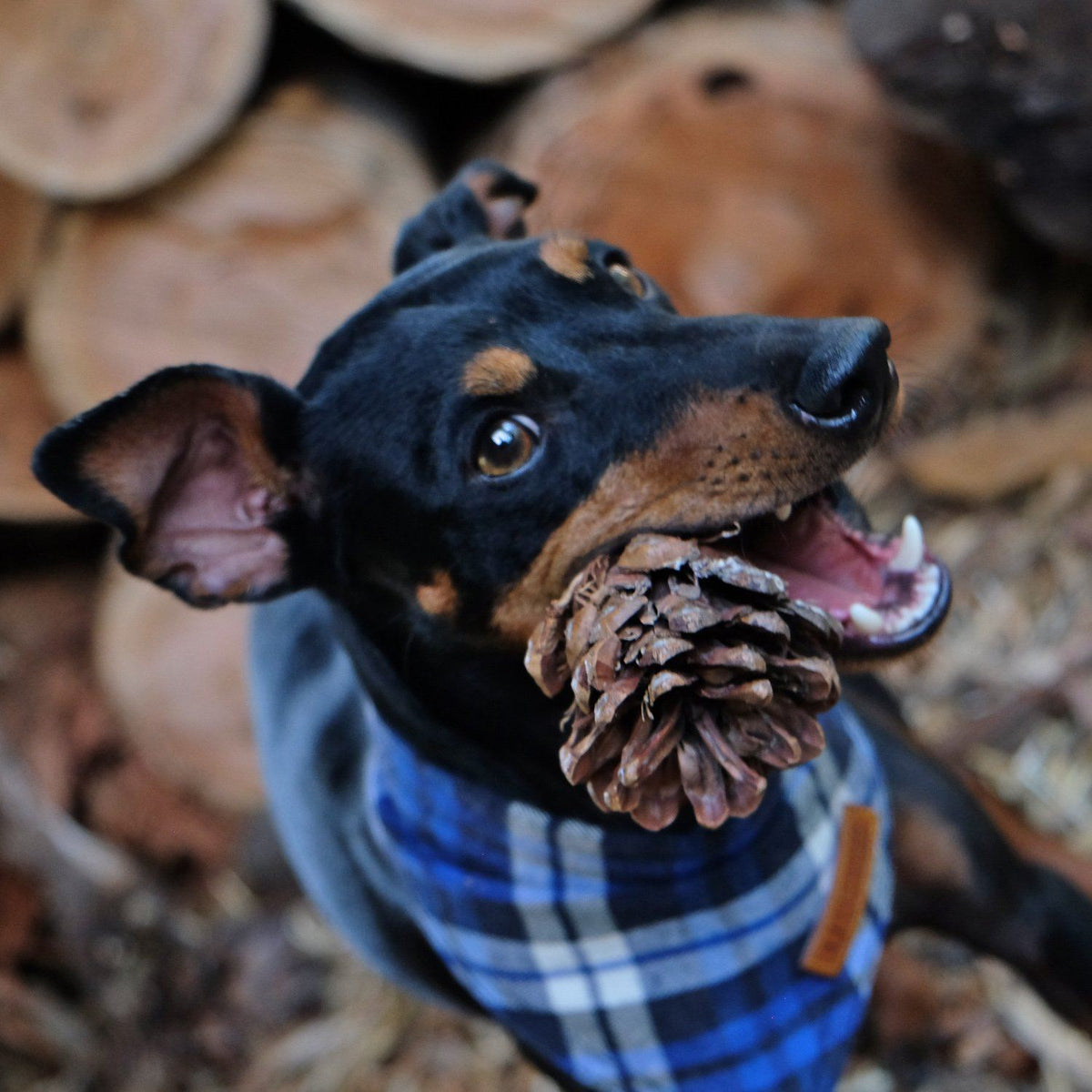 Blue flannel dog bandana, check dog bandana, blue dog bandana, dog gift, check dog bandana, plaid dog bandana, hipster dog bandana, cool dog bandana,dog bandana australia, pethaus