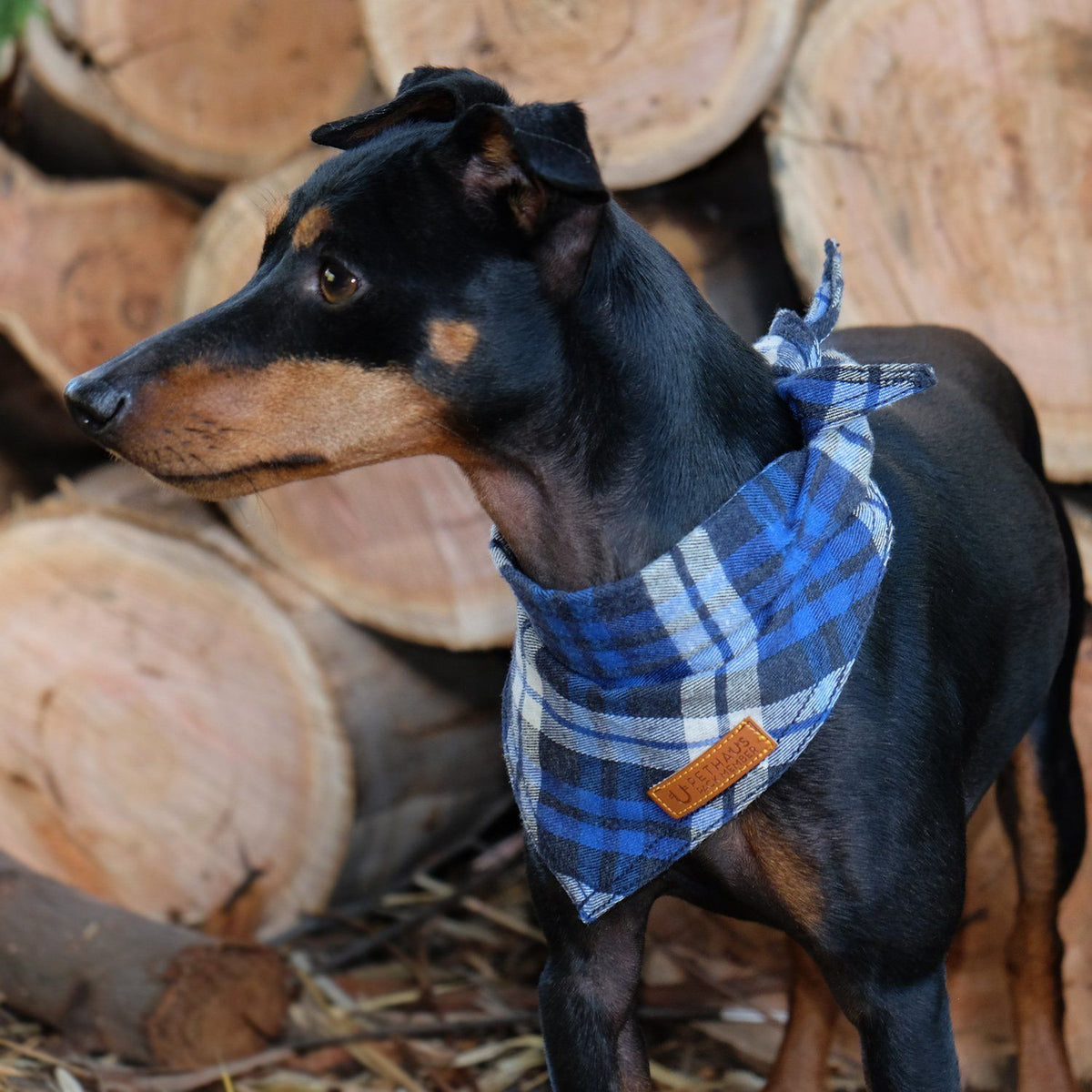 Flannel dog sweater hotsell