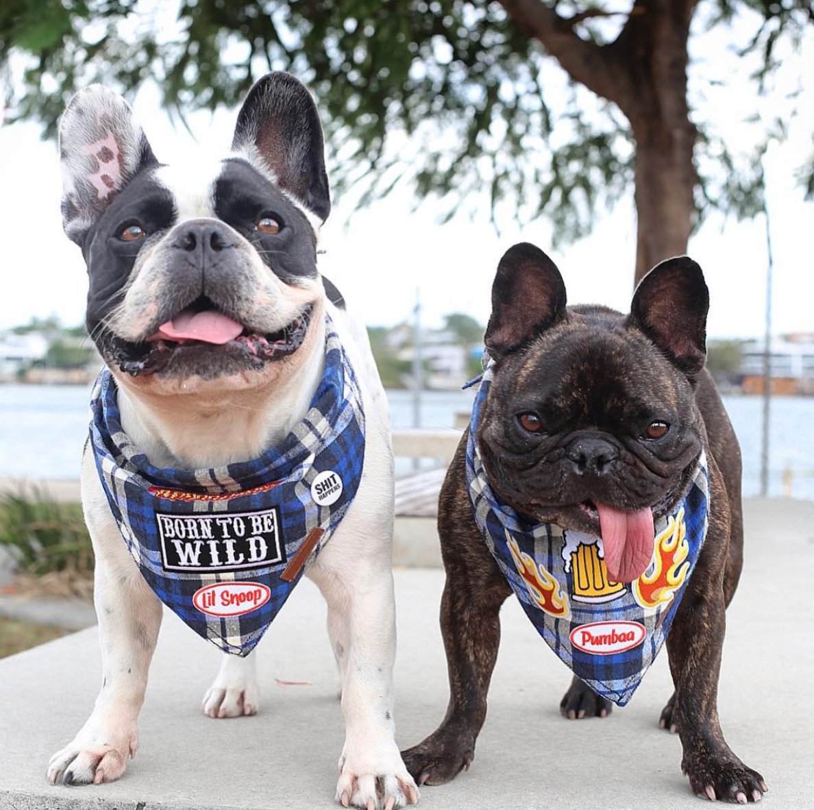 Blue flannel dog bandana, check dog bandana, blue dog bandana, dog gift, check dog bandana, plaid dog bandana, hipster dog bandana, cool dog bandana,dog bandana australia, pethaus, french bulldog bandana