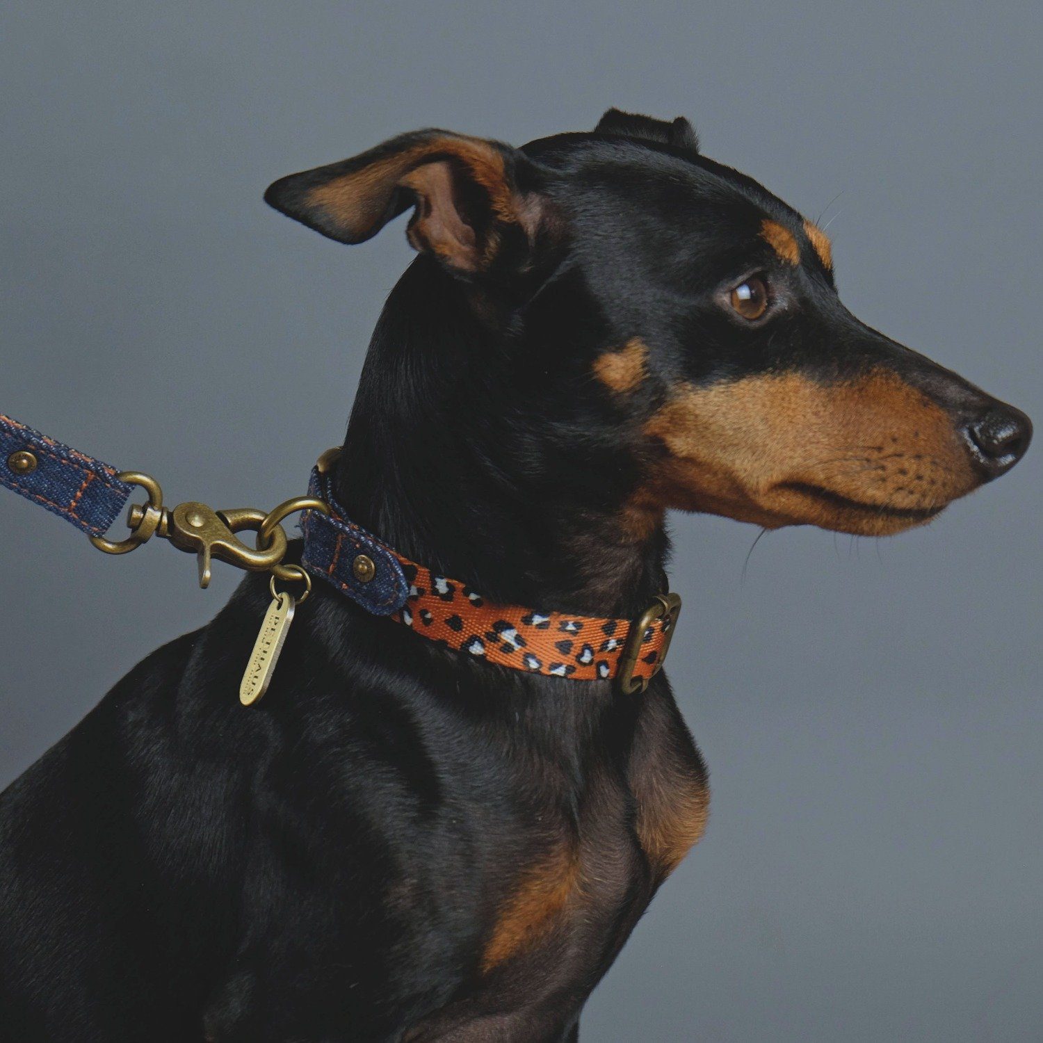 Denim dog collar, leopard print dog collar, quick release dog collar, nylon webbing dog collar, cool dog collar, Australian dog collar, pethaus, english toy terrier
