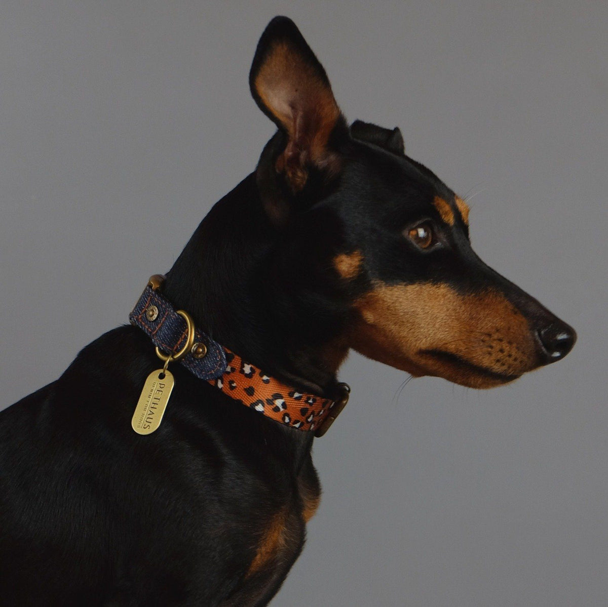 Denim dog collar, leopard print dog collar, quick release dog collar, nylon webbing dog collar, cool dog collar, Australian dog collar, pethaus, english toy terrier
