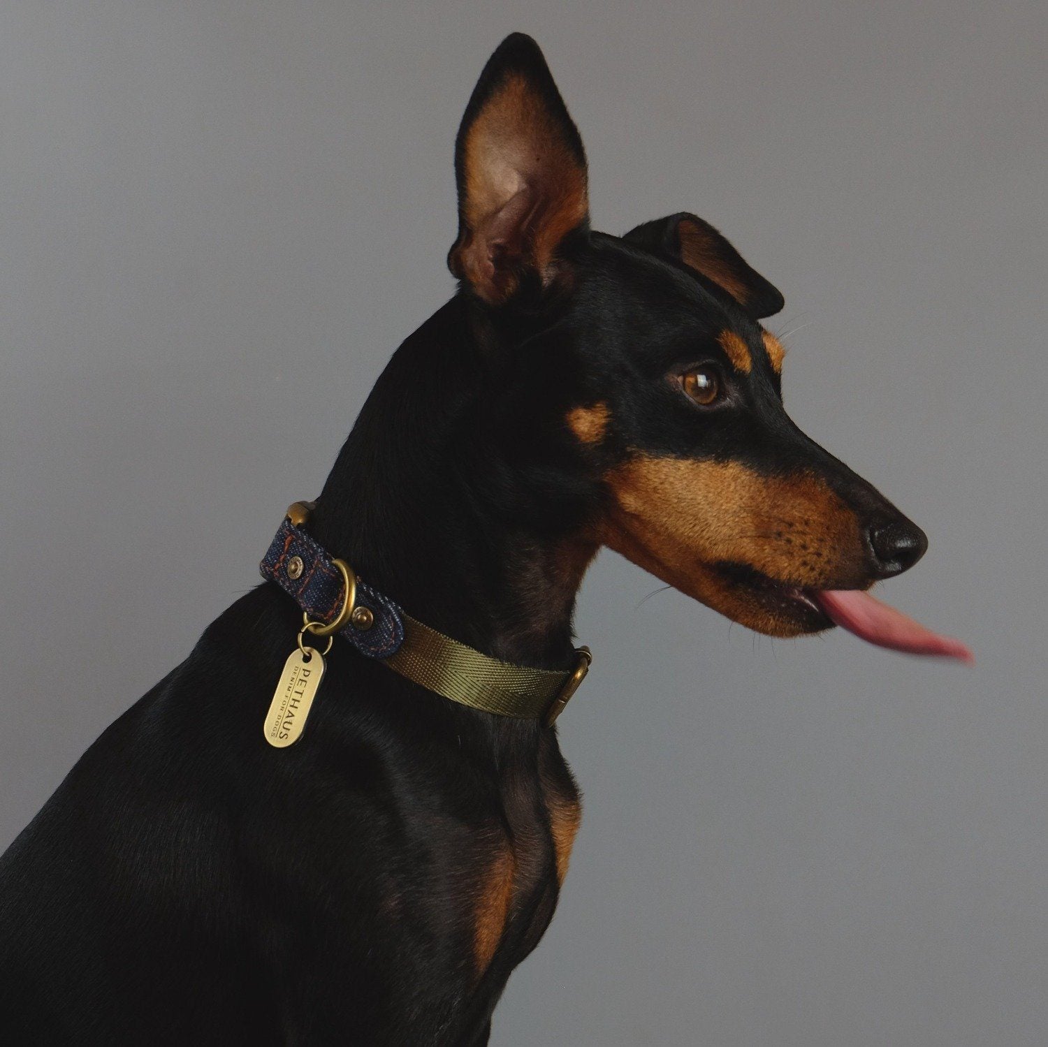 Denim dog collar, green dog collar, olive green dog collar, Nylon webbing dog collar, quick release dog collar, Pethaus, Cool dog collar, Australian dog collar, English toy terrier