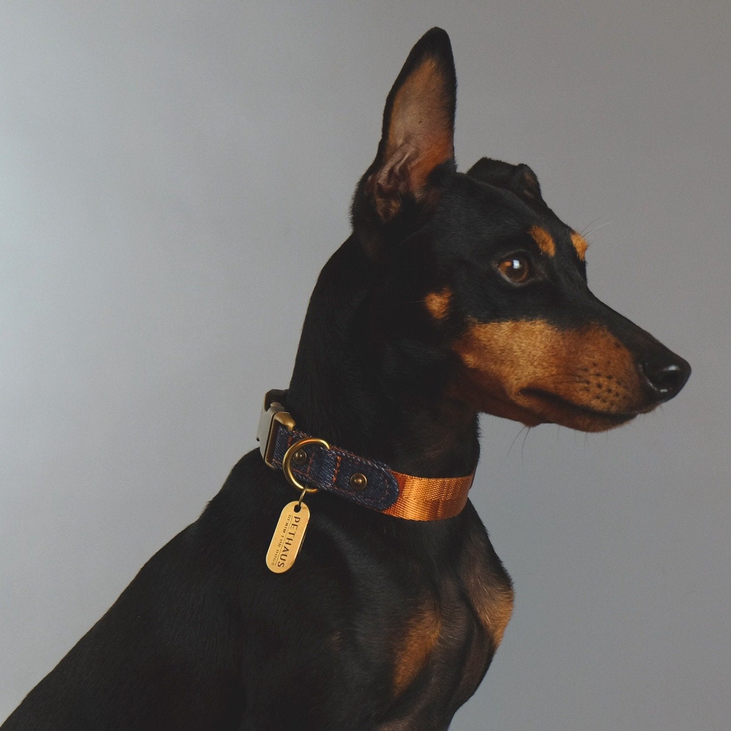 denim dog collar, tan dog collar, quick release dog collar, nylon webbing dog collar, cool dog collar, Pethaus, Australian dog collar, English Toy terrier