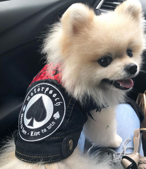 denim dog vest with Motorpooch patches, dog coat made in Australia